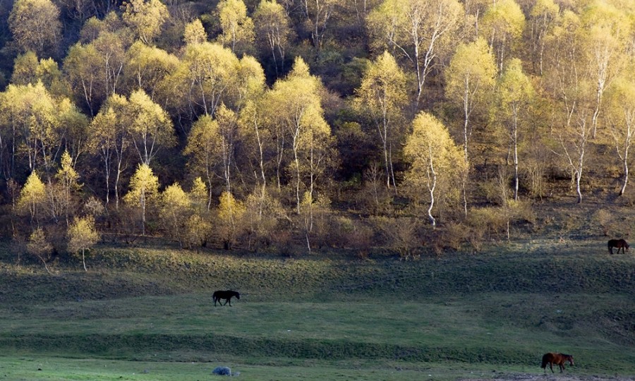 ����˹��ר����(�й�����)�ٷ���վ