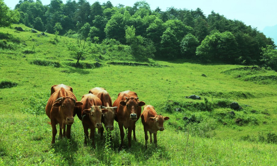 俄罗斯·专享会(中国集团)官方网站