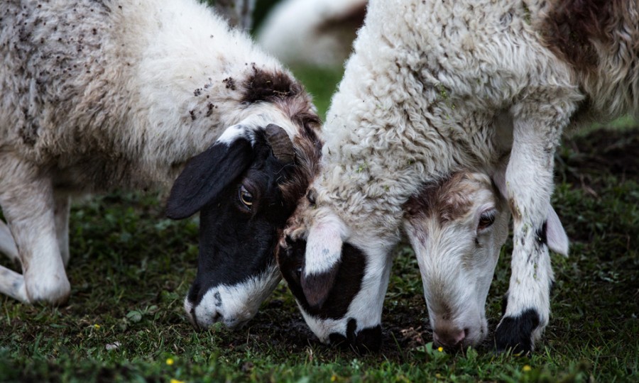 俄罗斯·专享会(中国集团)官方网站