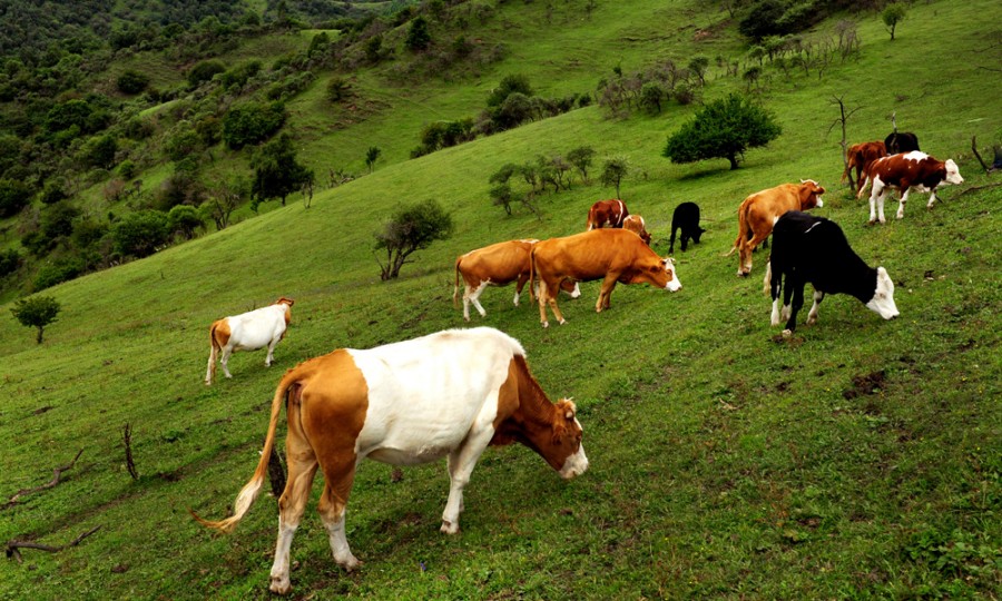 ����˹��ר����(�й�����)�ٷ���վ