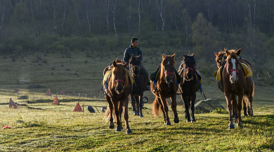 ����˹��ר����(�й�����)�ٷ���վ