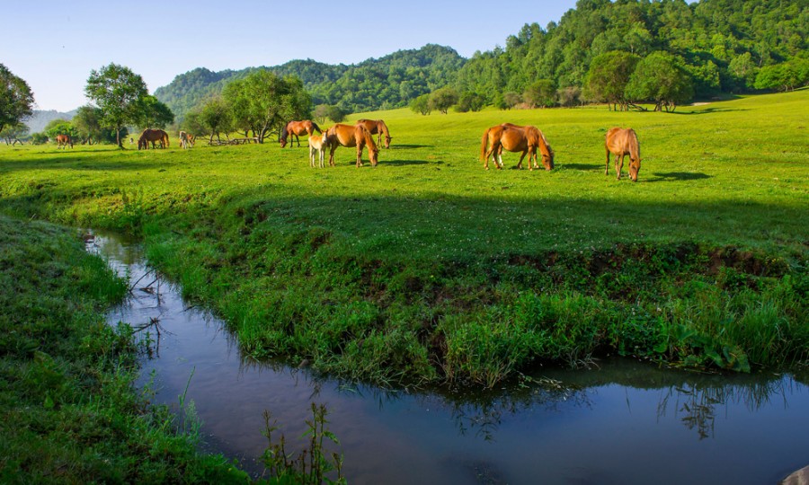 ����˹��ר����(�й�����)�ٷ���վ