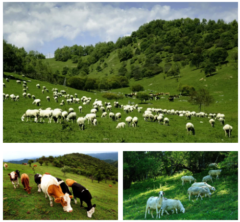 俄罗斯·专享会(中国集团)官方网站